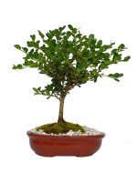 BONSAI BUXUS 5 AÑOS