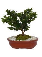 BONSAI CARISSA 6 AÑOS