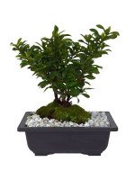 BONSAI IXORA 5 AÑOS