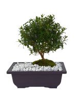 BONSAI MIRTO 5 AÑOS