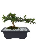 BONSAI MAKO 4 AÑOS