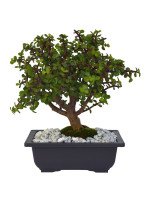 BONSAI JADE 6 AÑOS