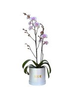 PLANTA DE ORQUIDEA PHALAENOPSIS - EXTRA GRANDE (BOX BLANCO)