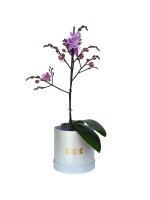 ORQUIDEA BABY ESPECIAL (BOX BLANCO)
