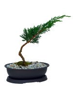 BONSAI JUNIPER 5 AÑOS