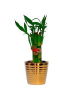 LUCKY BAMBOO GOLD - 5 TALLOS