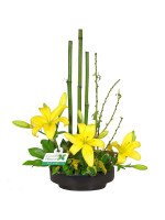 COLECCIÓN ZEN - IKEBANA LILIUMS