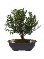 BONSAI MIRTO 5 AÑOS