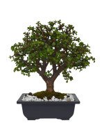 BONSAI JADE 6 AÑOS