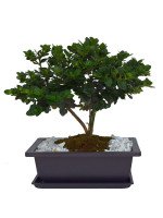 BONSAI CARISSA 6 AÑOS