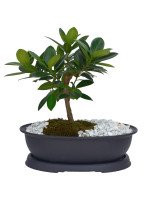 BONSAI FICUS 4 AÑOS