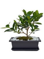 BONSAI FICUS 5 AÑOS