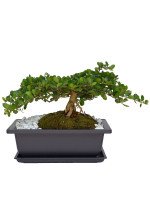 BONSAI MAKO 5 AÑOS