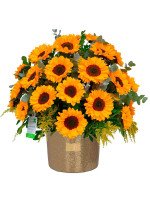 GLAM GOLD 36 GIRASOLES