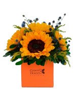 LINEA COLORS - BOX GIRASOLES (NARANJA)