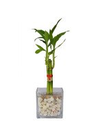 LUCKY BAMBOO - 3 TALLOS EN CUBO DE VIDRIO