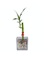 LUCKY BAMBOO - 1 TALLO EN CUBO DE VIDRIO