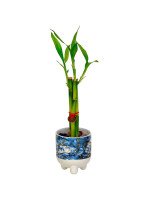 LUCKY BAMBOO ZEN (3 TALLOS)