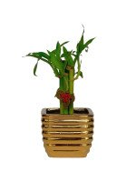 LUCKY BAMBOO GOLD - 5 TALLOS