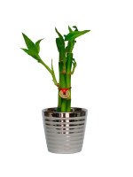 LUCKY BAMBOO SILVER - 3 TALLOS