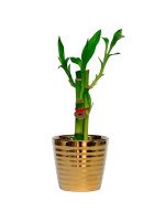 LUCKY BAMBOO GOLD - 3 TALLOS