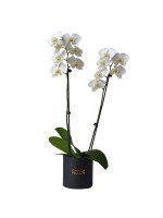 PLANTA DE ORQUIDEA PHALAENOPSIS DOBLE (BOX NEGRO)