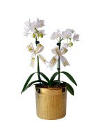 ORQUIDEA BABY DOBLE (MACETA DECORATIVA DORADA)