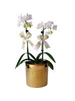 ORQUIDEA BABY ESPECIAL DOBLE (MACETA DECORATIVA DORADA)