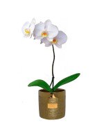 ORQUIDEA PHALAENOPSIS (MACETA DECORATIVA DORADA)