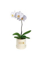 PLANTA DE ORQUIDEA PHALAENOPSIS - MEDIANA (BOX BLANCO)