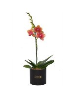 ORQUÍDEA BABY ESPECIAL (BOX NEGRO)