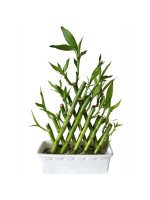 LUCKY BAMBOO PIRÁMIDE (15 TALLOS)