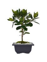 BONSAI FICUS 4 AÑOS