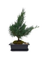 BONSAI JUNIPER 5 AÑOS