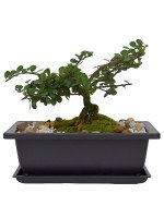 BONSAI MAKO 5 AÑOS