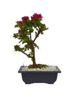 BONSAI BUGANVILLA 5 AÑOS