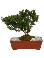 BONSAI CARISSA 5 AÑOS