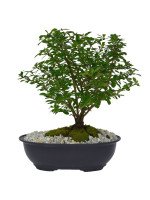 BONSAI DURANTA 5 AÑOS
