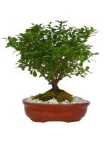 BONSAI DURANTA 6 AÑOS