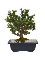 BONSAI JADE 6 AÑOS